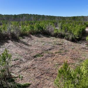Photo #14 of SOLD property in Off Pine Grove Church Road , Eagle Springs, NC 11.2 acres