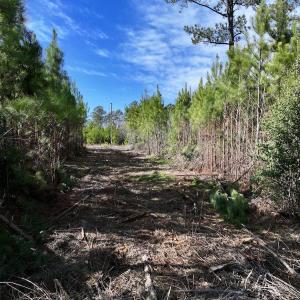 Photo #16 of SOLD property in Off Pine Grove Church Road , Eagle Springs, NC 11.2 acres