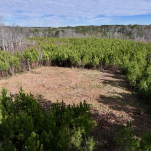 Photo #19 of SOLD property in Off Pine Grove Church Road , Eagle Springs, NC 11.2 acres