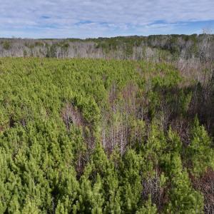 Photo #20 of SOLD property in Off Pine Grove Church Road , Eagle Springs, NC 11.2 acres