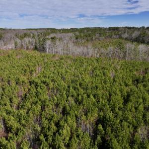 Photo #6 of SOLD property in Off Pine Grove Church Road , Eagle Springs, NC 11.2 acres