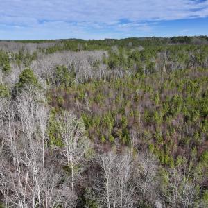 Photo #7 of SOLD property in Off Pine Grove Church Road , Eagle Springs, NC 11.2 acres