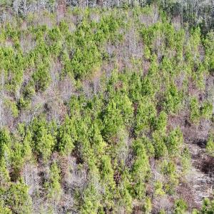 Photo #21 of SOLD property in Off Pine Grove Church Road , Eagle Springs, NC 11.2 acres
