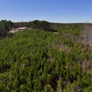 Photo #11 of SOLD property in Off Pine Grove Church Road, Eagle Springs, NC 10.8 acres