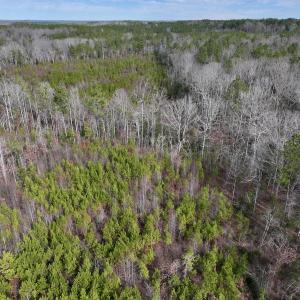 Photo #12 of SOLD property in Off Pine Grove Church Road, Eagle Springs, NC 10.8 acres
