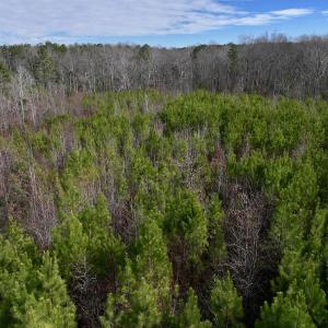 Photo #13 of SOLD property in Off Pine Grove Church Road, Eagle Springs, NC 10.8 acres
