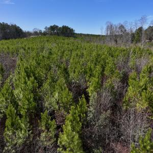Photo #6 of SOLD property in Off Pine Grove Church Road, Eagle Springs, NC 10.8 acres