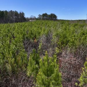 Photo #10 of SOLD property in Off Pine Grove Church Road, Eagle Springs, NC 10.8 acres