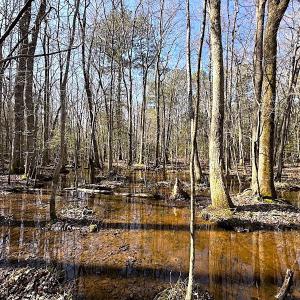Photo #18 of SOLD property in Off Tuckers Road, Shacklefords, VA 25.5 acres