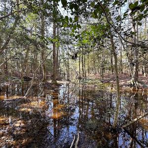 Photo #20 of SOLD property in Off Tuckers Road, Shacklefords, VA 25.5 acres