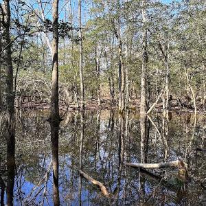 Photo #24 of SOLD property in Off Tuckers Road, Shacklefords, VA 25.5 acres