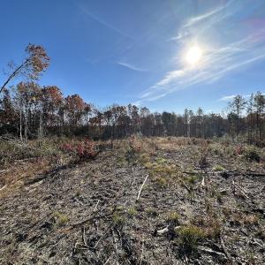 Photo #13 of SOLD property in Off The Trail, King and Queen, VA 148.0 acres