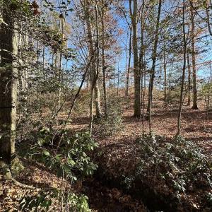 Photo #16 of SOLD property in Off The Trail, King and Queen, VA 148.0 acres