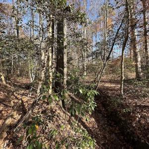 Photo #17 of SOLD property in Off The Trail, King and Queen, VA 148.0 acres