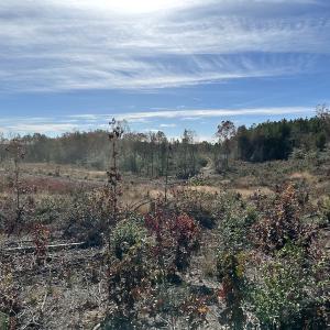Photo #39 of SOLD property in Off The Trail, King and Queen, VA 148.0 acres