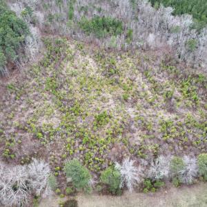 Photo #9 of SOLD property in Off Highway 48, Littleton, NC 9.9 acres