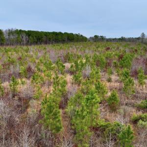 Photo #15 of SOLD property in Off Highway 48, Littleton, NC 9.9 acres