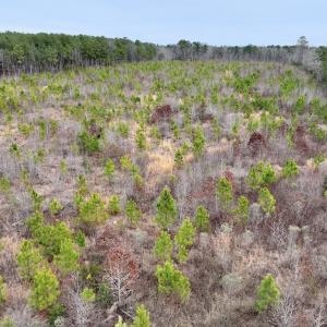 Photo #16 of SOLD property in Off Highway 48, Littleton, NC 9.9 acres