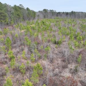 Photo #17 of SOLD property in Off Highway 48, Littleton, NC 9.9 acres
