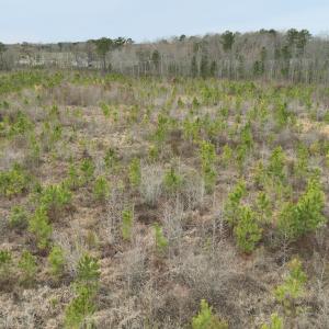 Photo #18 of SOLD property in Off Highway 48, Littleton, NC 9.9 acres