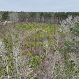 Photo #20 of SOLD property in Off Highway 48, Littleton, NC 9.9 acres