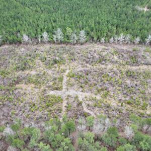 Photo #7 of SOLD property in Off Highway 48, Littleton, NC 9.9 acres