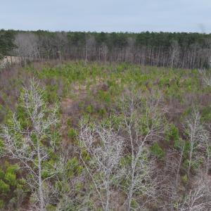 Photo #21 of SOLD property in Off Highway 48, Littleton, NC 9.9 acres