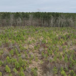 Photo #22 of SOLD property in Off Highway 48, Littleton, NC 9.9 acres