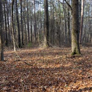 Photo #22 of Off Pageland Hwy, Monroe, NC 0.7 acres