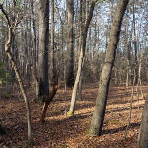 Photo #24 of Off Pageland Hwy, Monroe, NC 0.7 acres