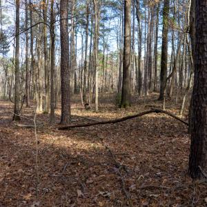 Photo #26 of Off Pageland Hwy, Monroe, NC 0.7 acres