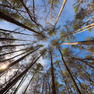 Photo #10 of SOLD property in Off Grier Church Road, Leasburg, NC 11.0 acres