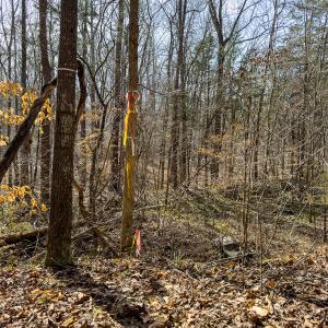 Photo #14 of SOLD property in Off Grier Church Road, Leasburg, NC 11.0 acres