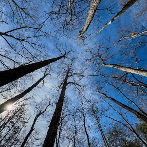 Photo #19 of SOLD property in Off Grier Church Road, Leasburg, NC 11.0 acres