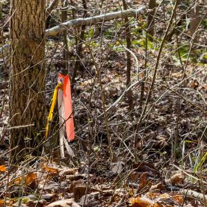 Photo #32 of SOLD property in Off Grier Church Road, Leasburg, NC 11.0 acres