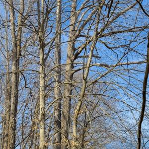 Photo #34 of SOLD property in Off Grier Church Road, Leasburg, NC 11.0 acres