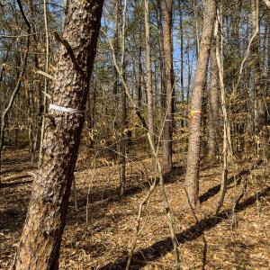 Photo #39 of SOLD property in Off Grier Church Road, Leasburg, NC 11.0 acres