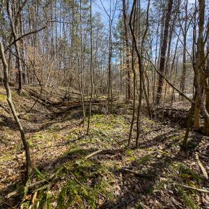 Photo #58 of SOLD property in Off Grier Church Road, Leasburg, NC 11.0 acres
