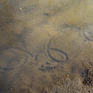 Photo #62 of SOLD property in Off Grier Church Road, Leasburg, NC 11.0 acres