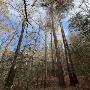 Photo #22 of SOLD property in Off Peachtree Hills Road, Spring Hope, NC 11.0 acres