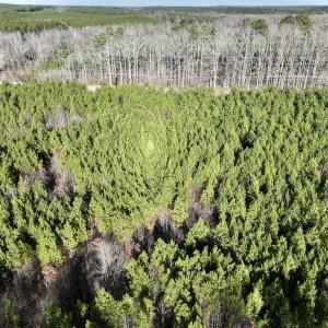Photo #13 of SOLD property in Off Highway 58, Warrenton, NC 9.6 acres