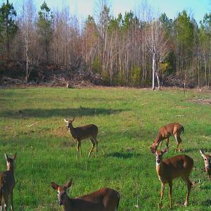 Photo #14 of SOLD property in Off Deer Ridge Rd, Spring Grove, VA 29.9 acres