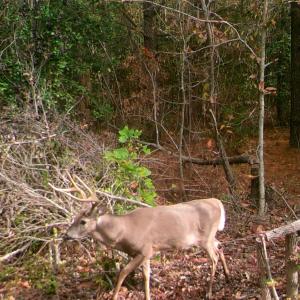 Photo #15 of SOLD property in Off Deer Ridge Rd, Spring Grove, VA 29.9 acres