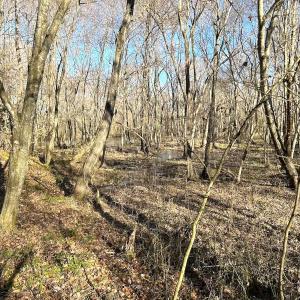 Photo #18 of SOLD property in Off Deer Ridge Rd, Spring Grove, VA 29.9 acres