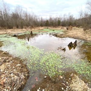 Photo #23 of SOLD property in Off Deer Ridge Rd, Spring Grove, VA 29.9 acres