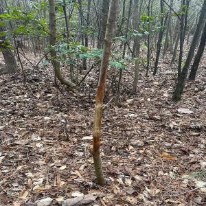 Photo #28 of SOLD property in Off Deer Ridge Rd, Spring Grove, VA 29.9 acres