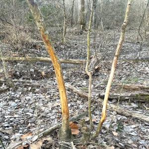 Photo #29 of SOLD property in Off Deer Ridge Rd, Spring Grove, VA 29.9 acres