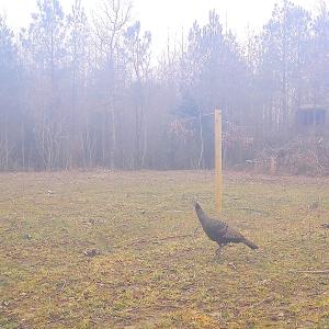 Photo #31 of SOLD property in Off Deer Ridge Rd, Spring Grove, VA 29.9 acres