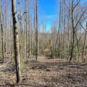 Photo #6 of SOLD property in Off Deer Ridge Rd, Spring Grove, VA 29.9 acres