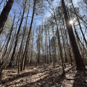 Photo #65 of SOLD property in 657 Collins Mill Rd, Castalia, NC 104.8 acres